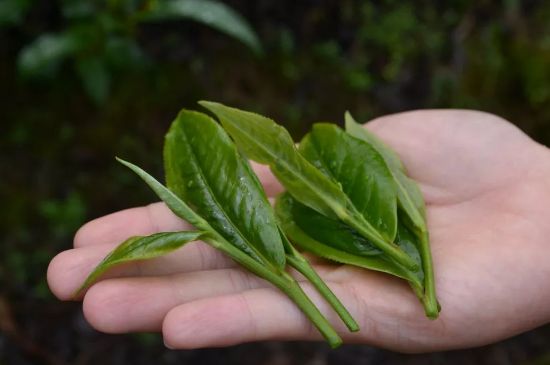 單樅茶什么季節(jié)最好喝，鳳凰單叢茶春茶好還是秋茶好？