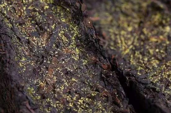 茯磚茶與普洱茶哪個(gè)好，茯茶和普洱茶口味區(qū)別