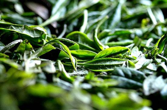 荒野銀針市場(chǎng)價(jià)多少，真正的荒野白毫銀針多少錢？