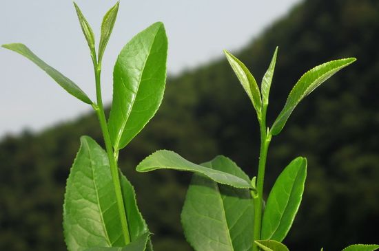 單樅茶什么季節(jié)最好喝，鳳凰單叢茶春茶好還是秋茶好？