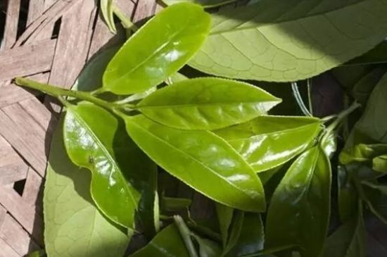鴨屎香茶哪些人不能飲，什么人不能喝鴨屎香