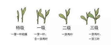 烏牛早和龍井的區(qū)別圖片，龍井43號和烏牛早茶的對比