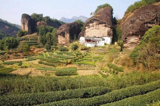 馬頭巖肉桂是大紅袍嗎，大紅袍肉桂屬于什么茶？
