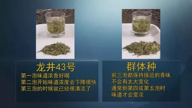 龍井群體種和43號的區(qū)別圖片，龍井43和群體種哪個好喝？