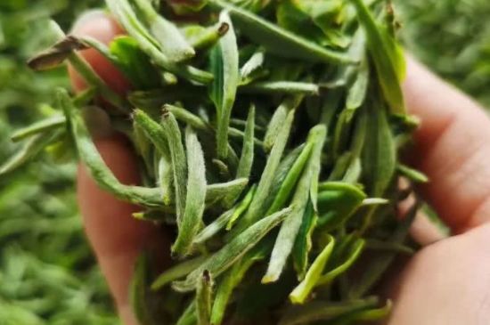 金壇雀舌算不算好茶，金壇雀舌屬于什么檔次茶葉？
