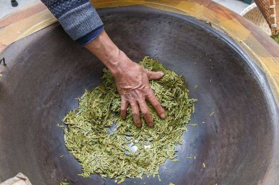 雀舌有一股青草味，雀舌為什么有青草味？
