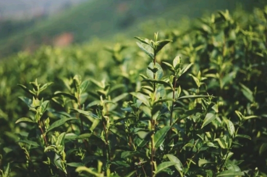 龍井是明前的好還是雨前的好，明前茶和雨前茶哪個(gè)好喝？
