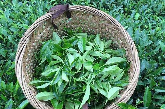鴨屎香單叢雪片茶的特點，鳳凰雪片茶有什么特點？