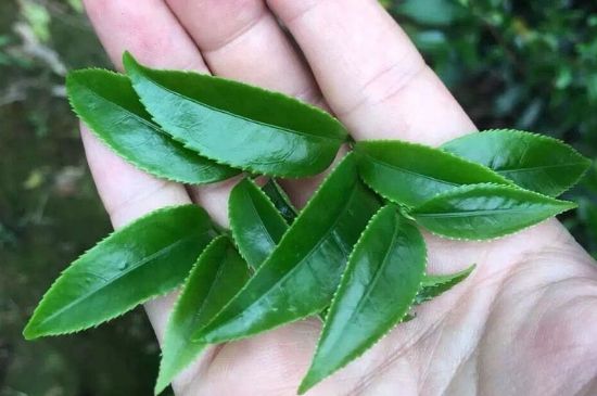 鋸朵仔跟鴨屎香哪個(gè)貴，鋸朵子和鴨屎香哪個(gè)好喝？