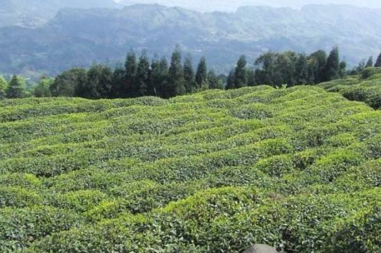 蒙頂山茶種類，蒙頂山哪種茶好？