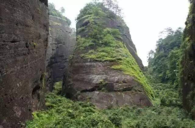 武夷山為什么盛產(chǎn)茶葉，武夷山茶為什么好喝？