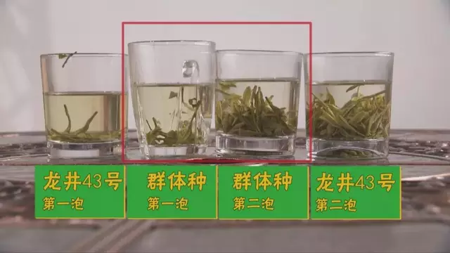 龍井群體種和43號的區(qū)別圖片，龍井43和群體種哪個好喝？
