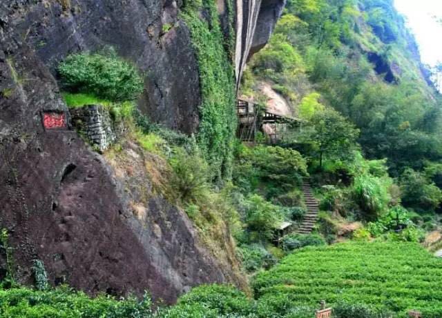武夷山為什么盛產(chǎn)茶葉，武夷山茶為什么好喝？