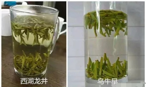 烏牛早和龍井的區(qū)別圖片，龍井43號和烏牛早茶的對比