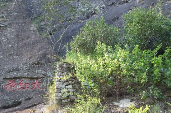 母樹大紅袍給誰喝了，為什么母樹大紅袍叫三棵六株？