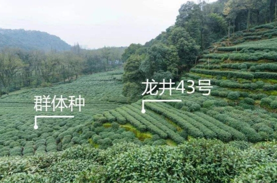 43號龍井屬于好茶嗎，龍井茶43號是什么意思？