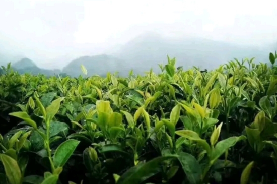 一天3杯紅茶抗癌，常飲紅茶對(duì)身體有好處！