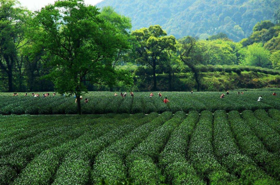 蘇州碧螺春東山好還是西山好，洞庭碧螺春西山和東山哪個(gè)好？