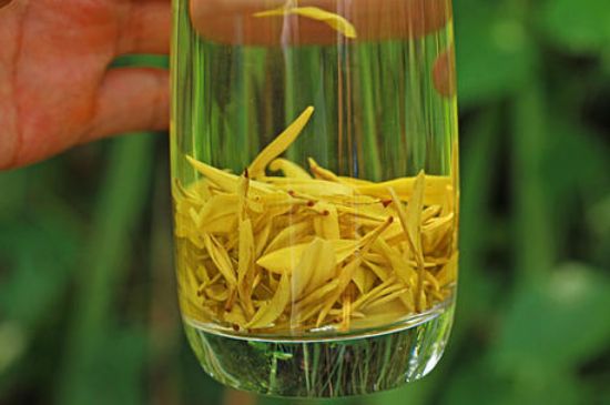 茶中奇葩黃金芽，安吉白茶中黃金芽的特點