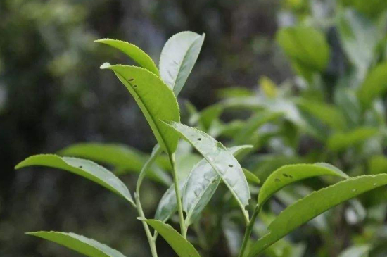 單叢茶十大香型以及常見品種大全，潮安鳳凰單樅十大名香歸類