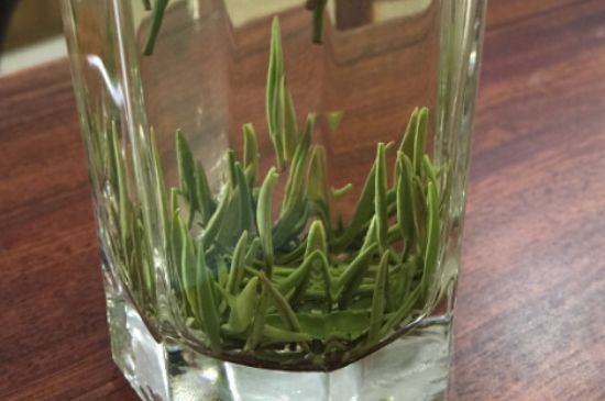 竹葉青和雀舌哪個(gè)貴，竹葉青茶貴嗎？