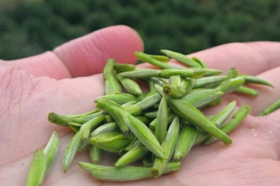 什么綠茶茶葉唇齒留香，哪個(gè)品種綠茶香氣好？