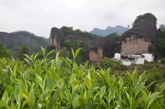 武夷山為什么盛產(chǎn)茶葉，武夷山茶為什么好喝？