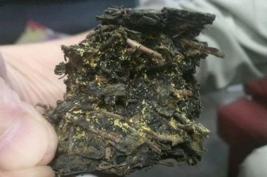 伏茶里的金花是黃曲霉素嗎，金花茯茶里的是什么菌