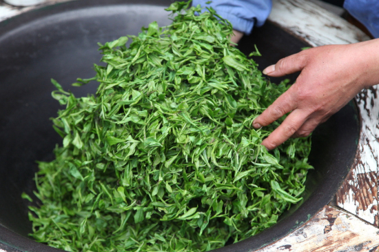 潮汕炒茶屬于什么茶，潮汕炒茶是綠茶嗎？