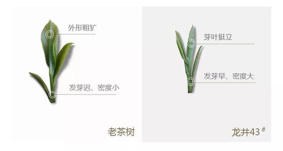 43號龍井屬于好茶嗎，龍井茶43號是什么意思？