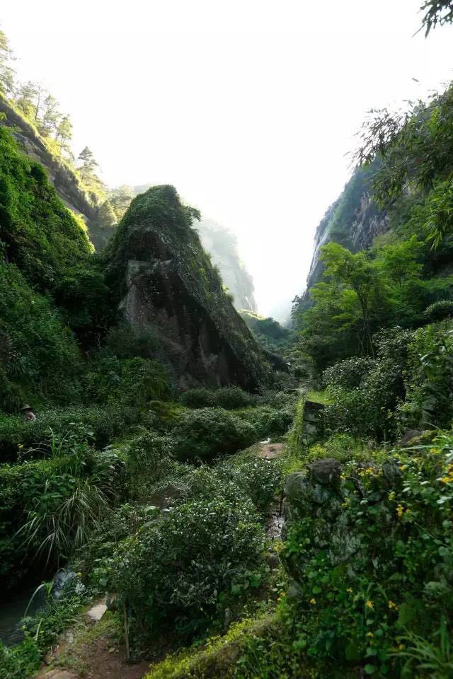 武夷山為什么盛產(chǎn)茶葉，武夷山茶為什么好喝？