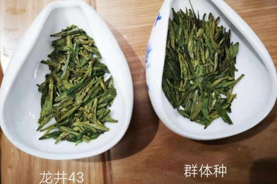43號龍井屬于好茶嗎，龍井茶43號是什么意思？