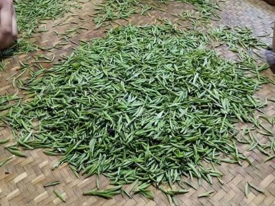 金駿眉幾年可以算陳茶，金駿眉新茶好還是老茶