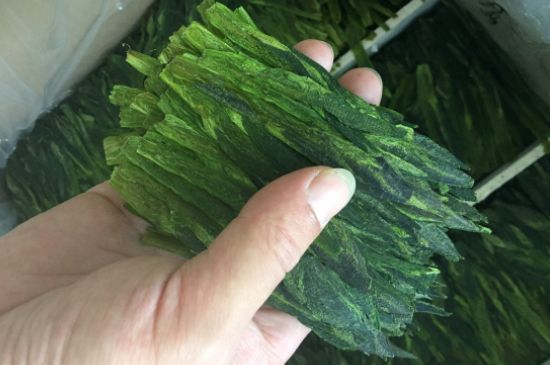 什么綠茶味道濃香，那個綠茶比較濃香？