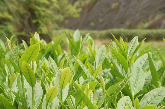 潮安鳳凰單叢十大名樅是什么，烏崠十大古樹(shù)名香品種介紹