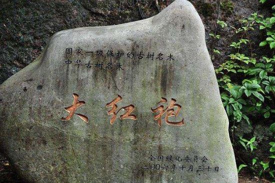 母樹大紅袍給誰喝了，為什么母樹大紅袍叫三棵六株？