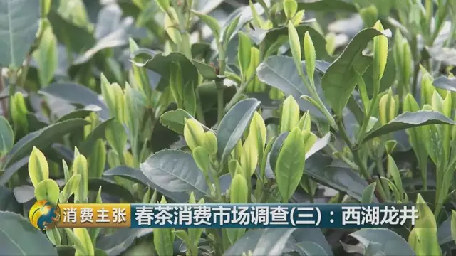 龍井群體種和43號的區(qū)別圖片，龍井43和群體種哪個好喝？