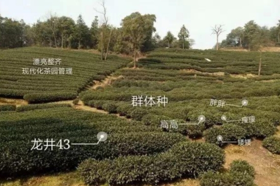 43號龍井屬于好茶嗎，龍井茶43號是什么意思？