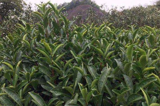 馬頭巖肉桂是大紅袍嗎，大紅袍肉桂屬于什么茶？