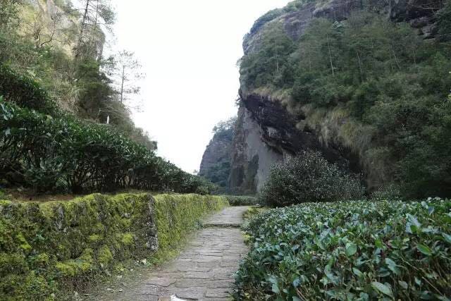 武夷山為什么盛產(chǎn)茶葉，武夷山茶為什么好喝？