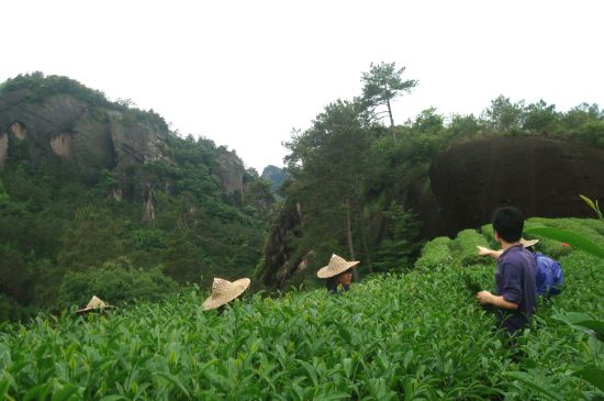肉桂茶和大紅袍哪個(gè)貴，武夷山肉桂與大紅袍的價(jià)格比較