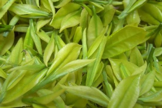 茶中奇葩黃金芽，安吉白茶中黃金芽的特點
