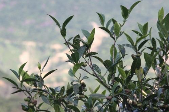 單叢茶十大香型以及常見品種大全，潮安鳳凰單樅十大名香歸類