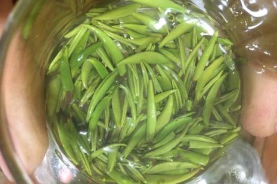 雀舌有一股青草味，雀舌為什么有青草味？