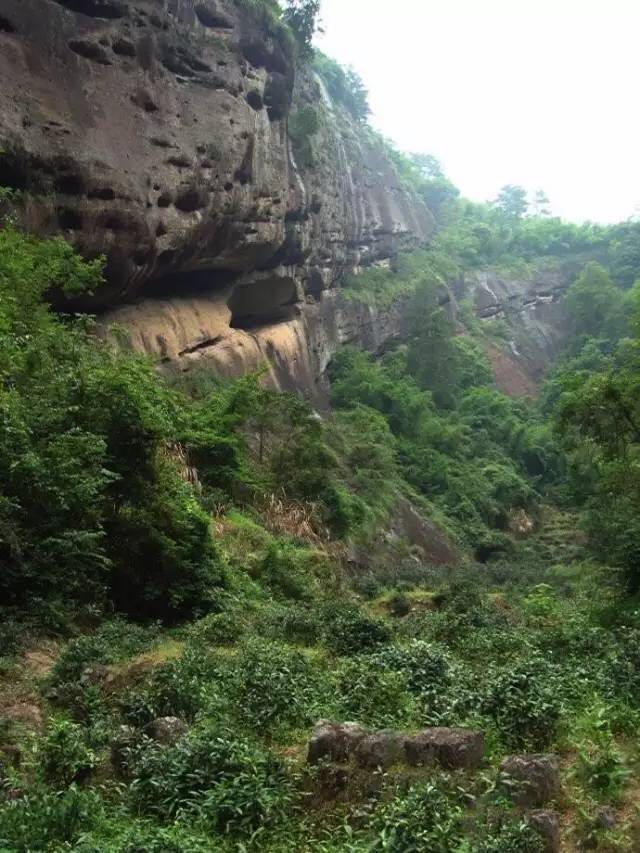 武夷山為什么盛產(chǎn)茶葉，武夷山茶為什么好喝？