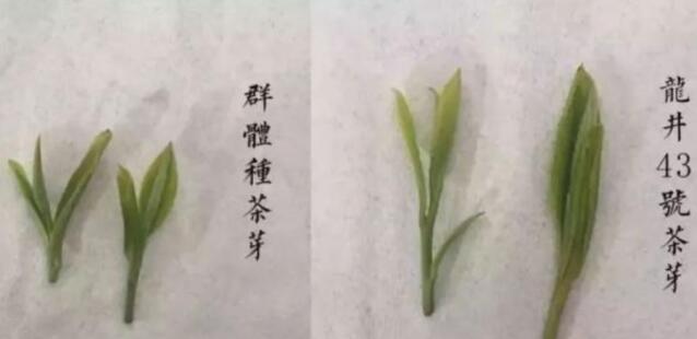 43號龍井屬于好茶嗎，龍井茶43號是什么意思？