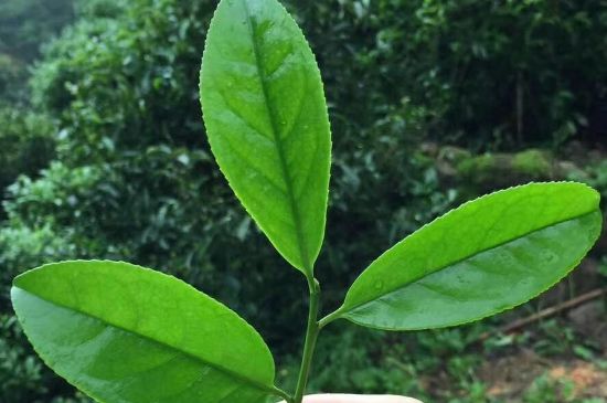 鋸朵仔跟鴨屎香哪個(gè)貴，鋸朵子和鴨屎香哪個(gè)好喝？