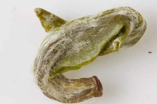 羊巖勾青是綠茶嗎，羊巖勾青茶屬于什么茶？