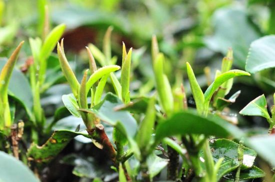 單樅茶什么季節(jié)最好喝，鳳凰單叢茶春茶好還是秋茶好？