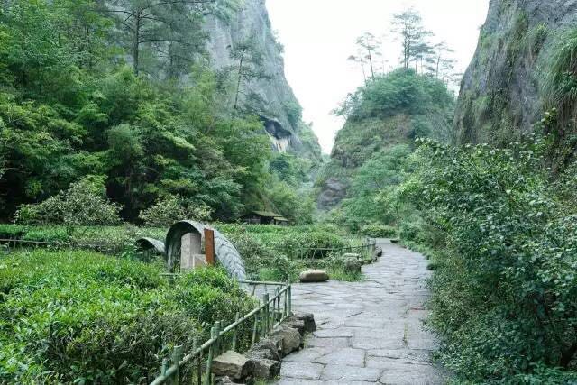 武夷山為什么盛產(chǎn)茶葉，武夷山茶為什么好喝？